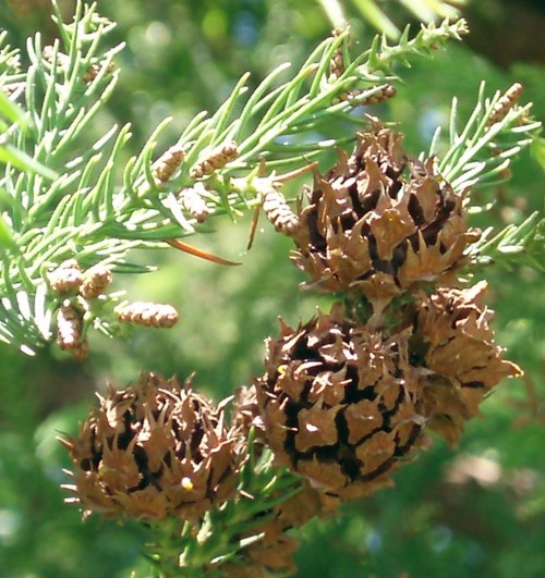 Cryptomeria japonica